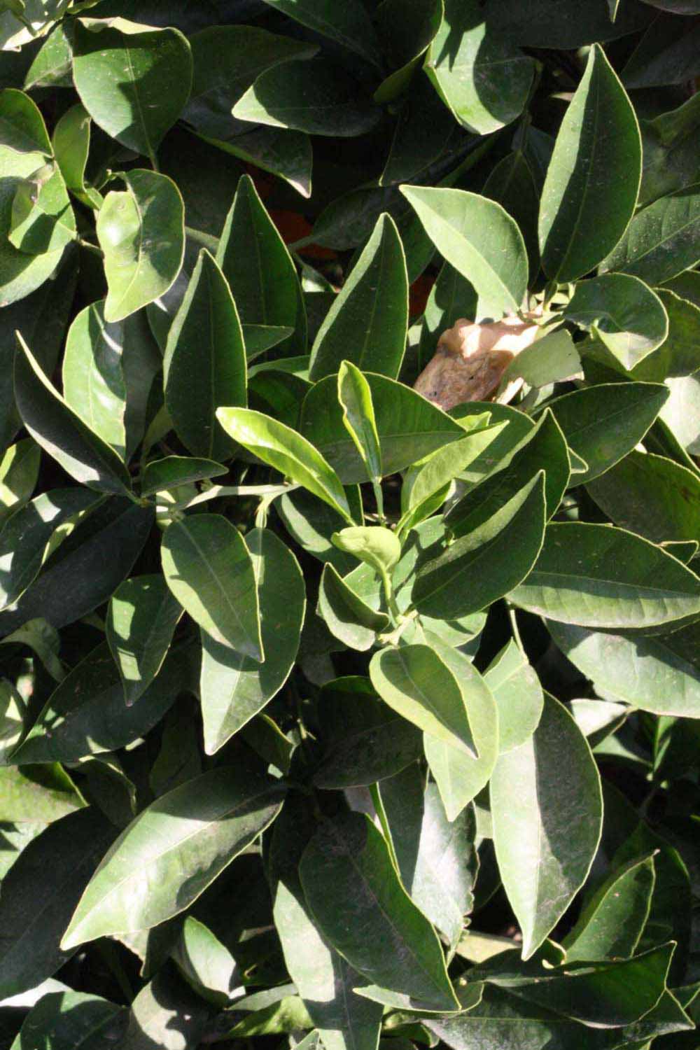              Sun leaves (Riverside, CA)       